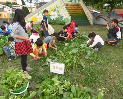四年級的同學在拔菜