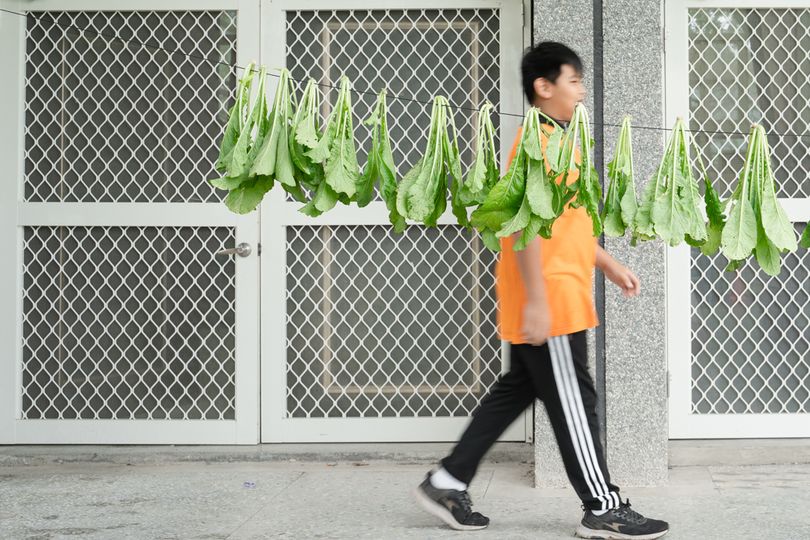 【校園裡你沒想過的風景】
 ​
 收成後的白玉蘿蔔，
 小心剝除衰老轉黃的葉片，…