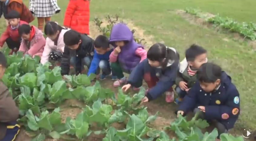 苗栗中和國小農場 學童挑菜蟲樂採收