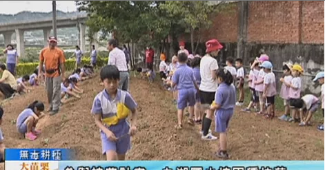 【影片】參與神農計畫 九湖國小校田種杭菊