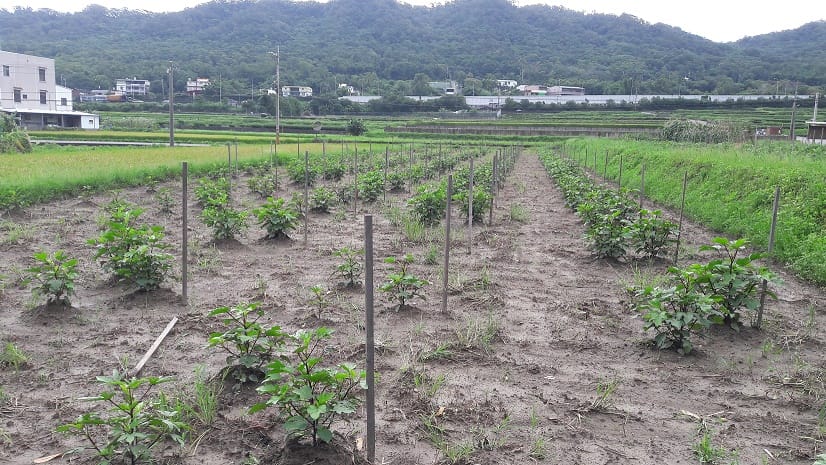 苗栗文峰國小洛神種植紀錄 苗栗文峰國小洛神種植紀錄