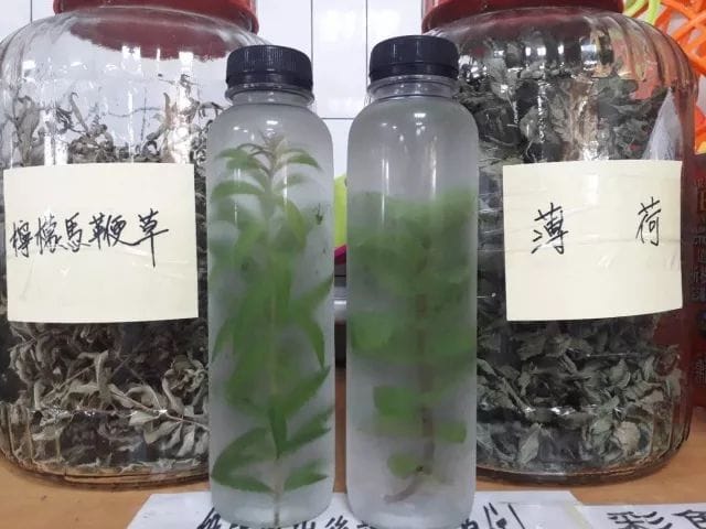 5月感恩活動- 自製香草飲 芬芳 獨特 5月感恩活動- 自製香草飲 芬芳 獨特